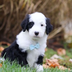 Asher/Sheepadoodle									Puppy/Male	/6 Weeks,Meet your dream puppy, Asher! The most adorable Standard Sheepadoodle with the sweetest personality and friendly temperament. He will arrive at his new home up to date on all vaccinations and will be vet checked from head to tail. He will be the happy, healthy puppy you have always dreamed of adopting. He loves to go on a walk for his daily routine exercise. A cutie like him has to stay healthy, and besides you’ll look great next to him! Trust us, you won’t regret picking him. He tries to stay out of trouble but with that cute little face and those darling puppy dog eyes he gets away with a few things here and there, because who can say no to that face?:)