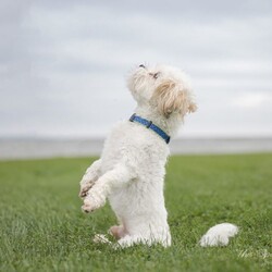 Adopt a dog:Sprocket/Bichon Frise/Male/Adult,This is our adoptable dog...if you or anyone you know is interested in adopting this dog please contact: DogGoneInn@Yahoo.com

Name: 		Gizmo
Gender: 	Neutered 
Color:		White
DOB:		06/25/2018
Breed:		Teddy Bear (Bichon Frise/Shih Tzu Mix) 
Weight:	08 lbs
Notes: 	I am a local owner surrender when they were no longer able to keep me. I previously lived with adults, children, and dogs.  Cats are unknown, but I think I would do fine.  I am part of a bonded pair with my sister, Daisy and we need to be placed together.  I am a little anxious, especially during thunderstorms, but in my defense, they can be scary! I am housebroken, and very friendly.  I love to be with you and love attention. 

There is an adoption process along with a donation. 

*Please apply here: http://goo.gl/forms/XPuk6w9615GXqo0x2

*Please email to set up an appointment DogGoneInn@Yahoo.com or (315) 728-9344 or www.DGIPaws.org or www.DogGoneInn.com

Don't forget to like and follow us on Facebook, we get new animals in regularly.

Thank you for choosing rescue!