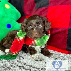 Calypso/Portuguese Water Dog									Puppy/Male	/6 Weeks,Meet Calypso, He is a gorgeous AKC registered pwd! He has a whole lot of love to give, and wants to spend every moment with you! He comes pre-loved and pre-spoiled and will make the perfect addition to any home. These babies will be up to date on vaccinations and dewormer, and will be microchipped and health checked before they leave our place.