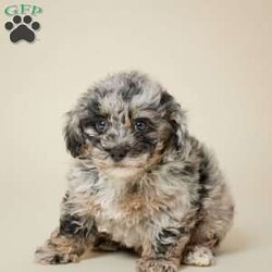 Luna/Miniature Poodle									Puppy/Female	/8 Weeks,To contact the breeder about this puppy, click on the “View Breeder Info” tab above.