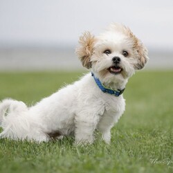 Adopt a dog:Sprocket/Bichon Frise/Male/Adult,This is our adoptable dog...if you or anyone you know is interested in adopting this dog please contact: DogGoneInn@Yahoo.com

Name: 		Gizmo
Gender: 	Neutered 
Color:		White
DOB:		06/25/2018
Breed:		Teddy Bear (Bichon Frise/Shih Tzu Mix) 
Weight:	08 lbs
Notes: 	I am a local owner surrender when they were no longer able to keep me. I previously lived with adults, children, and dogs.  Cats are unknown, but I think I would do fine.  I am part of a bonded pair with my sister, Daisy and we need to be placed together.  I am a little anxious, especially during thunderstorms, but in my defense, they can be scary! I am housebroken, and very friendly.  I love to be with you and love attention. 

There is an adoption process along with a donation. 

*Please apply here: http://goo.gl/forms/XPuk6w9615GXqo0x2

*Please email to set up an appointment DogGoneInn@Yahoo.com or (315) 728-9344 or www.DGIPaws.org or www.DogGoneInn.com

Don't forget to like and follow us on Facebook, we get new animals in regularly.

Thank you for choosing rescue!