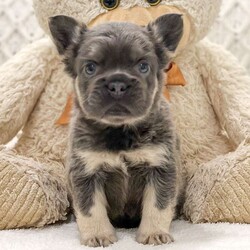 Asher/French Bulldog									Puppy/Male	/7 Weeks,This sweet and adorable Fluffy French Bulldog is looking for a forever family! All vaccinations and dewormings are up to date and any necessary paperwork will be provided. Raised by a loving family on a farm, is well socialized with children- this puppy is sure to be a wonderful new companion for you!