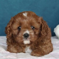 Kayla/Cavapoo									Puppy/Female	/9 Weeks,Kayla is an adorable puppy with a very sweet personality. Very gentle with children. Kayla loves to snuggle up on a lap and lick your hands. Her parents are both on site. We look forward to meeting you as you take a look at the puppy today!