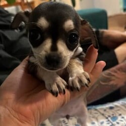 Female pure chihuahua/Chihuahua (Smooth Coat)/Female/Younger Than Six Months,We have 1female (brown) chihuahua who were born at home on Friday 18/08She is ready to go to her new home.Got her first vaccine and is also microchipWe are giving them the worming vitamins every 2 weeks since when she were bornMum and daddy in the last picWe live in Surfers ParadiseNote. Black one already got a new family