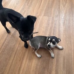 Female pure chihuahua/Chihuahua (Smooth Coat)/Female/Younger Than Six Months,We have 1female (brown) chihuahua who were born at home on Friday 18/08She is ready to go to her new home.Got her first vaccine and is also microchipWe are giving them the worming vitamins every 2 weeks since when she were bornMum and daddy in the last picWe live in Surfers ParadiseNote. Black one already got a new family