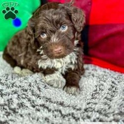 Calypso/Portuguese Water Dog									Puppy/Male	/6 Weeks,Meet Calypso, He is a gorgeous AKC registered pwd! He has a whole lot of love to give, and wants to spend every moment with you! He comes pre-loved and pre-spoiled and will make the perfect addition to any home. These babies will be up to date on vaccinations and dewormer, and will be microchipped and health checked before they leave our place.