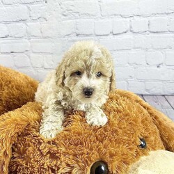 Brody/Bich-Poo									Puppy/Male	/8 Weeks,Meet Brody, our charming Bichon Poo puppy for sale! Raised in a caring family setting, he’s vet-checked, vaccinated, dewormed, and backed by a health guarantee. Your new, fluffy family member is ready to bring joy and love into your home!