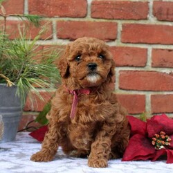 Felicia/Cavapoo									Puppy/Female	/7 Weeks,Say hello to Felicia, a very endearing Cavapoo puppy seeking her forever home! This beautiful gal is ready to wiggle right into your arms. She is already vet checked and up to date on shots & wormer, plus she comes home with a 1-year genetic health guarantee that the breeder provides. Also, she is family raised with children and well-socialized, making her an excellent fit for anyone interested in adopting. So, if you want to learn more about Felicia and how to make her yours, please call the breeder today!