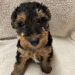 Fox Terrier x Welsh terrier puppy/Fox terrier x Welsh terrier/Male/5 weeks,I have 1 beautiful boy fox terrier X Welsh terrier puppy-looking for his forever loving home puppy will
be wormed to date and will be  vet checked microchipped and first vaccination before collection. From good bloodlines, both parents are KC registered but puppy isn’t
Can be viewed with mother. small deposit will secure but non refundable