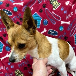 Adopt a dog:Fox/Chihuahua/Male/Baby,Hi everyone, my name is Fox. I am a one-year-old chihuahua/terrier mix weighing 9 pounds. I am looking for my forever home and hope you can help. I am a little shy at first, but once I warm up, we will be best friends. If you are interested, please hurry and get your application in by visiting www.hopeforhannah.org.  
Timing is everything, with a face like this, applications will be flying in.