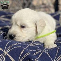 Lola/English Cream Golden Retriever									Puppy/Female	/5 Weeks,Hi. My name is Lola! I am excited to meet you and would be thrilled to go home with you on or anytime after 12/09/2023. I would be the perfect Christmas present for you! I mean, don’t I look the cutest? Reserve me now!