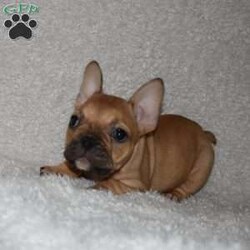 Sandra/French Bulldog									Puppy/Female	/11 Weeks,Sandra is outgoing, playful and has the sweet french bulldog temperment. She is looking for her forever home