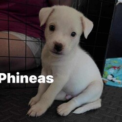 Adopt a dog:Phineas GS/Terrier/Male/Baby,Ahhhhh the puppies 9 we are!!! Found alone and so young, we are all THRIVING in our foster homes!!
We appear to be yellow labby/terriery/maybe pyreneesy puppies :) Some of us are larger than others so if you want to find out what pup fits your family best, reach out on adoption application and we will find out who is your next family member ;)
These babies are sweet, and really cute and LOVE their people! 
We want every single one of them to have their family dreams come true, so don't hesitate!!!
ADOPT.... DON'T SHOP!!! These babies LIVES DEPEND ON IT!!!

Local adoption fee is $250 (in TX)
Out of state adoption fee is $500 (includes transport to your area, $50 temporary fuel fee will be included)