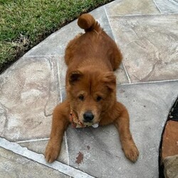 Adopt a dog:Rosie/Chow Chow/Female/Adult,***Courtesy Post***

My name is Rosie! I'm shy at first, but once I trust you I am very sweet. I love to be petted and will lie on my back so you can rub my tummy. I also love to be outside and enjoy playing with other dogs. Cats on the other hand are not interesting to me and I prefer to leave them alone.

I can be a little stubborn (I am a Chow Chow, after all) and I prefer it if other dogs don’t try to share my food or get in my face. Even though I’d rather not share my food or treats, I do enjoy sharing blankets and taking naps with other dogs. I also don't see the need to bark much. 

If you need to hear more about how wonderful I am or know someone who is looking for a sweet companion, please email: lori@horizonrealtyservices.org.