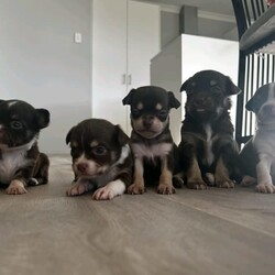 Chihuahua chocolate long hair very small babys /Chihuahua (Long Coat)/Male/Younger Than Six Months,Hi we have 2 very small chocolate babies left they are all boys very well socialised love cuddles very loving puppies can you Mum and Dad they are on royal cannon Chihuahua puppy biscuits they have been vet checked vaccinated ready to go come with puppy vouchers for their next vaccination 