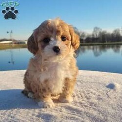 Jolly/Cavapoo									Puppy/Male	/8 Weeks,Meet Jolly , a cute & friendly cavapoo puppy ready to become your new best friend! This lovely boy comes home with a 1-year genetic health guarantee and is up to date on shots and wormer.  He is raised on a family farm with children and would make a perfect fit for anyone Interested in adopting.  Call or text the breeder anytime. 