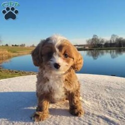 Joy/Cavapoo									Puppy/Female	/8 Weeks,Meet Joy, a cute & friendly cavapoo puppy ready to become your new best friend! This lovely girl comes home with a 1-year genetic health guarantee an is up to date on shots & wormer. She is raised on a family farm with children and would make a perfect fit for anyone Interested in adopting.  Call or text the breeder anytime !