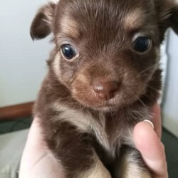 Chihuahua chocolate long hair very small babys /Chihuahua (Long Coat)/Male/Younger Than Six Months,Hi we have 2 very small chocolate babies left they are all boys very well socialised love cuddles very loving puppies can you Mum and Dad they are on royal cannon Chihuahua puppy biscuits they have been vet checked vaccinated ready to go come with puppy vouchers for their next vaccination 