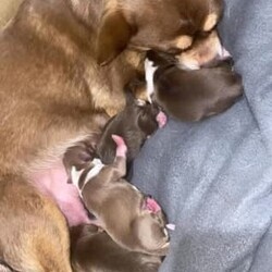 Chihuahua chocolate long hair very small babys /Chihuahua (Long Coat)/Male/Younger Than Six Months,Hi we have 2 very small chocolate babies left they are all boys very well socialised love cuddles very loving puppies can you Mum and Dad they are on royal cannon Chihuahua puppy biscuits they have been vet checked vaccinated ready to go come with puppy vouchers for their next vaccination 
