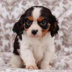 Japheth/Cavalier King Charles Spaniel									Puppy/Male	/8 Weeks,If you are looking for a fun and loving Cavalier Puppy, look no further! Japheth is the pup for you! He 