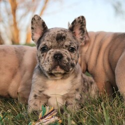 Bri/French Bulldog									Puppy/Female	/8 Weeks,Bri is a beautiful chocolate merle colored Frenchie.  She is layed back and loves to relax and explore. She was vet checked and everything was very good. She will also be sold with a one-year genetic health garentee. 