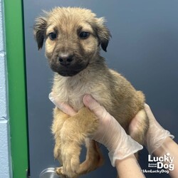 Adopt a dog:Jingle/Shepherd/Male/Baby,Please contact Melissa A Aten (melissaa@luckydoganimalrescue.org) for more information about this pet.fuzzball ISO family! JINGLE NEEDS A FOSTER OR FOREVER HOME!!!!

Name: Jingle Best Guess for Breed: Shepherd mix

Best Guess for Age: 2 months as of 11/29/23 SEX: Male

Estimated Weight (puppies' weights change quickly!): 7.4 lbs as of 11/23/23

Gets Along With: Most puppies are in the prime of their socialization window and will do well with other dogs, cats and kids so long as they receive patience and proper training.

Currently Living at: South Carolina shelter; needs a foster or forever home in the DC area to get up here!

Special Adoption Considerations: Puppies under 6 months of age need to have multiple potty breaks/exercise throughout the day. Potential adopters with a standard 8-hour workday must be willing to make arrangements to meet the needs of their puppy.
Jingle is Looking For: Woof! My sisters Jolly and Joyful and I are all just super adorable fuzzy baby puppies right now and IMO we're also a lot more fun than any old sleigh ride in the snow! We've loved growing up together but now it's time for us to part ways and spread the joy. We've talked it over and this is what I want in a home: Lots of play time! Lots of snuggles! And more play time and snuggles.
And then soon, I want to go exploring with you. The neighborhood, the local parks, the world - yes, please! And I want to go to puppy school too, to learn to be the goodest pup so I can go to all those fun places with you.
What do you say? Do I get to grow up with you?
What My Foster Says About Me: We will update this once this pup has arrived in the DC area and spent some time in foster care!
Puppy Vetting Requirements: Lucky Puppies have had their age appropriate vaccines, but may not yet be 