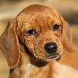 Adopt a dog:Cornbread/Beagle/Female/Baby,Meet the cutest Weenies in town! Corkie, Stumpy, Stubs, Beanie Weenie, Cricket and Cornbread are 4-month-old Beagle/ Dachshund mixes. Some are 4 puppy pounds and some are 6 puppy pounds; we expect them to grow to 20 adult pounds! The females are Corkie, Cornbread, and Cricket; the males are Beanie Weenie, Stubs, and Stumpy. Some have brown coats, and some have tri color coats! This group loves to play with each other and their toys! We believe they will be just fine with children and cats! (ME, 11/18/23)
**It is rare that we know with certainty the ages or mixes that make up our dogs, but we do our best to be as accurate as possible based upon our experience. **
Adoption: $375 which covers quarantine, shots, worming, medical records, spaying/neutering, microchip and an Alabama State Health Certificate.
Transport, if needed $160 We consider the transport to be of great importance and, as such, take particular care of the dogs during the trip . We make every effort to arrive with healthy and minimally stressed dogs.