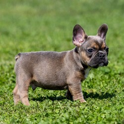Karley/French Bulldog									Puppy/Female	/23 Weeks,Karley is a cute French Bulldog that is surely going to make a lovable pet for your family.