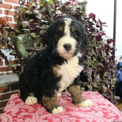Max/Mini Bernedoodle									Puppy/Male	/6 Weeks,Say hello to this stunning and adorable Mini Bernedoodle puppy with lots of puppy love to share! Our Mini Bernedoodle puppies are up to date on shots and dewormer and vet checked! We offer a health guarantee as well. If you are searching for a friendly and well socialized puppy contact us today! 