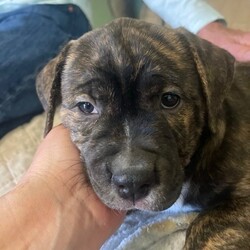 Adopt a dog:Cruiser/Mixed Breed/Male/Baby,Cruiser is a male seven week old mixed breed puppy.