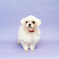 Adopt a dog:Hope/Maltese/Female/Young,I just arrived at Animal Haven! Please check back soon for more info about me.