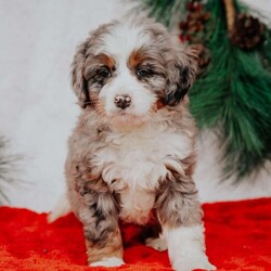 Orpha/Mini Bernedoodle									Puppy/Female	/10 Weeks,Do you love Bernese Mountain dogs but struggle with the heavy shedding then take a look at this puppy. With their poodle hair but Bernese happy personality they are sure to please.
