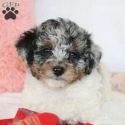 Ace/Toy Poodle									Puppy/Male	/8 Weeks,Meet ACE! The toy poodle is an outstanding lap dog, with its keen intelligence they are quick and easy to train, which makes for a loveable companion. Both parents are CKC purebred toy poodles, they are health tested through pawprint genetics.  Ace will be hypoallergenic and low to non shedding. Estimated weight is 6-10lbs, Ace is up to date on vaccinations, regular deworming schedule as well as health checked and examined by my local Vet to assure you a healthy puppy! Ace is handled/ monitored and socialized everyday until he is placed into a loving home. Bonding everyday with Ace helps develop an amazing temperament and be adaptive to training. Ace is also doing great on crate and potty training! A 30 day health and 1 year genetic guarantee will be included as well as his puppy food, papers/records etc. My shipping options are now available nationwide. Visits are welcome. For more info, videos or facetime call or text Duane!