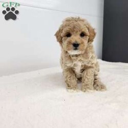 Sandy/Toy Poodle									Puppy/Female	/7 Weeks,Meet Sandy! A happy healthy puppy who is up to date with shots and dewormer, is microchipped, will be vet checked and is looking for a loving home! Please contact us with any questions or to come and meet her!