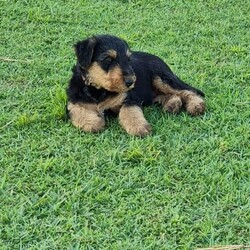 Adopt a dog:Purebred Airedale Terrier Puppies/Airedale Terrier/Male/Younger Than Six Months,I have 4 incredibly beautiful Purebred Airedale terrier puppies READY NOW for their new homes.Both parents are Certified Pedigree Airedale Terrier.3 Males1 FemaleAll puppies are Vaccinated, Wormed, Micro Chipped and Vet CheckedInterstate transport by road or air can be arranged at buyers’ expense.Born on 05/09/23BIN0013942617111