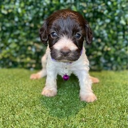 7 x Mini Spoodles (DNA Clear) Free Delivery Sydney//Both/Younger Than Six Months,7 x beautiful first generation Mini Spoodle puppies available to a loving home. Ready to go from the 19th December and we can deliver them to Sydney on this date.- 2 x Chocolate & White females ($2,200)- 1 x Chocolate Females ($2,200)- 1 x Cream & White Female ($1,800)- 2 x Chocolate Males ($2,200)- 1 x Chocolate & Male ($2,200)Puppies come :- With first round of vaccinations & microchipped- Vet check report- 6 weeks free pet insurance- Not desexed- Wormed every 2 weeksThe puppies have been raised indoors and outdoors, and around children and other puppies. These puppies will be low to non shedding. Similar to bordoodle, labradoodle, Aussiedoodle, groodle, cavoodle.The father is a DNA Clear 9kg Chocolate Cocker Spaniel, the mother is a 6kg Choc & White Parti Mini Poodle DNA Tested. We own both parents and I can send photos of parents on request.Once our puppies leave, we:- Would love to see updates!- Offer a rehoming policy- Offer a 18 month health guarantee- Have a Facebook page you can stay in touch or see other puppies we have bred- Offer support and are free to talk at any time throughout your puppies lifeWe are located in Nyngan NSW, can get to Dubbo at any stage. Road transport is usually organised from Dubbo. There will be free transport to Sydney, with a chosen meeting location and time. Happy to arrange other freight at buyers expense, flights from Sydney to another capital city are usually around $300Full members of AAPDB: 16947BIN: B000738270We have a website & Facebook page Country Canine Co. Please look on our Facebook group Country Canine Co. Families for photos of the previous litter as adults.