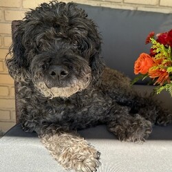 Toby/Miniature Poodle/Male/Senior