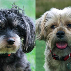 Smokey & Bandit/Yorkshire Terrier/Male/Adult