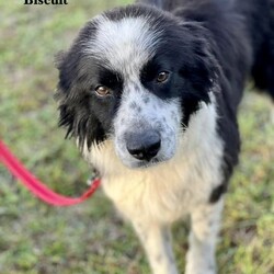 Adopt a dog:Biscuit/Border Collie/Male/Young,Foster home needed for Heart worm Treatment prior to eligibility to be adopted.

Biscuit is a beautiful Border Collie mix or mix. He's very gentle and sweet. He is playing with other dogs and seems to be doing well. We don't know about how he is with cats. He's approx 2 yrs old and found as stray, quite underweight at 43 lbs. He is like a Velcro dog and just wants to be with his people. He loves to be cuddled and is so very affectionate.

WAG covers all the costs of his treatment and medications. The foster home will just need to supply the TLC he needs and keep him calm for 6 weeks during his treatment period. Calming medications are supplied as needed, as are food, supplies and a crate if required. Once he has completed his treatment, he will be eligible to be adopted.

If you are interested in fostering this beautiful, sweet, loving dog, message us on this site or call us at 352-528-9888 to learn more!

*** please note - due to a liability insurance mandate, we are unable to adopt or place a dog or puppy into a home with a child under age 7 ***
