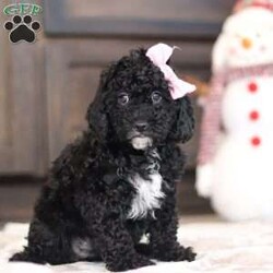 Bonnie/Miniature Poodle									Puppy/Female	/8 Weeks,Bonnie is an adorable baby, and she specializes in snuggle time! This sweet pup loves her people and will never leave your side. Playtime is no joke to her, and she will always find a way to make you smile with her cute puppy antics. With her silky, soft coat and deep blue, puppy-dog eyes, this little baby will steal your heart from the very first minute you see her. Momma to this sweet baby is an adorable Mini Poodle named Royal. She loves her little ones dearly and is such a good momma. Dad is a stunning Mini Poodle weighing 18lbs named Ryder. The pups will arrive to their forever home with their first vet exam completed, current on necessary vaccines and dewormer, microchipped and our 1 year genetic health guarantee. For more info, or to schedule a visit with the babies, you can call or text anytime! Lee Nisley