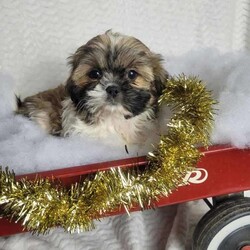 Lady/Shih Tzu									Puppy/Female	/9 Weeks,Lady is a very friendly  and socialized  puppy.  She loves playing with children. Please  watch my video below 