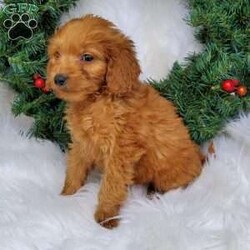 Joey/Mini Goldendoodle									Puppy/Male	/9 Weeks,Meet Joey! He is a F1b mini goldendoodle! Mom is a mini goldendoodle, she weighs 15lbs. Dad is a mini poodle, he weighs 8lbs. I am up to date on all vaccinations and dewormer. I have also been vet checked and microchiped. 