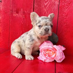 Destiny/French Bulldog									Puppy/Female	/9 Weeks,Destiny is a one of a kind lilac tan Merle visual fluffy Akc registered frenchy puppy! Carries Isabella chocolate! Listed at pet price contact us for price with full rights! Up to date with all shots and dewormings will come with a one yr genetic health guarantee! Family raised and well socialized! Ground delivery is available right to your door! Contact us today to get your new family member!
