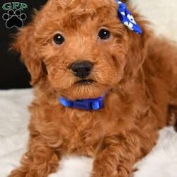 Jasper/Toy Poodle									Puppy/Male	/8 Weeks,Jasper will melt your heart with his cuteness and sweet loving temperament. They are very well socialized and great with kids and other puppies!!! If you are looking for a best friend or a perfect addition to your family we would love to hear from you. The mom weighs 7lbs and the dad weighs 10lbs.           Shipping is available.   They are Micro Chipped.   Payment methods include Credit card, Venmo or Cash.  All Deposits are NON REFUNDABLE!!!  The Puppy comes with a Year Genetic Health Guarantee and Shot records and a baggie of Food. We will Send a Scented Blankie along with the Puppy that way you’re Puppy will be more Comfortable.
