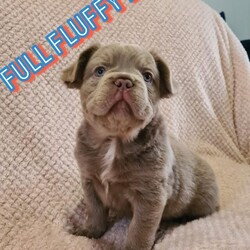 French bulldog puppy’s full fluffy/French bulldogs/Mixed Litter/10 weeks,He we have a mixture of full fluffy and big rope and full fluffy big ropes.
They are kc registered
7 weeks old
Will have had there first jab at 8 weeks and health checked
Fled and wormed
We have 1x girl 3x boys all carrie fluffy if they ain’t a visual fluffy, possibly carry cream, possibly carry testable,
No pie
No bridle
Viewing welcome, video call available, call or txt