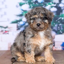Dallas (F1b)/Mini Bernedoodle									Puppy/Male	/8 Weeks,Meet Dallas, our gorgeous blue merle F1b mini Bernedoodle, very playful but mellow, very well socialized. His expected weight is 20 to 25 lbs. Dallas will come UTD on vaccinations and on a two week deworming program. Also comes with his puppy package, including a small blanket with the scent of his mother and his complete normal health certificate.
