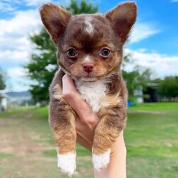 Male chihuahua puppy- applehead long coat./Chihuahua (Long Coat)/Male/Younger Than Six Months,Purebred tri chocolate coatLast of my litter available for his forever home this week.Microchipped, wormed and vaccinated.Raised with kids in loving home. Wonderful natured. Very handsome little guy.Parents are both applehead long coat chocolate tri. The have lilac gene and every litter I’ve always had a lilac puppy. So this little guy will carry it also.