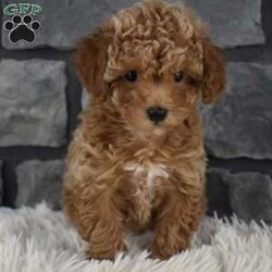 Cuddles/Toy Poodle									Puppy/Female	/8 Weeks,Hi my name is Cuddles I’m a sweet loving toy poodle girl. I offer a one year health guarantee. Up to date on shots and dewormings. I’m looking for a loving indoor home. Shipping options are available anywhere in the US. All Sunday calls will be returned on Mondays. Thanks Jon 
