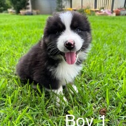 Purebred Australian Shepherd Puppies/Australian Shepherd Dog/Male/Younger Than Six Months,Purebred Australian Shepherd Puppies3 tri-coloured Boys availableGreat temperament puppies and good with kidsMum red Merle and dad black tri (pictured)Ready for their forever homes mid DecemberRepeat mating - third litter togetherLocated Highfields area 4352Welcome to view parents and litterAll puppies vet checked, vaccinated, microchipped and wormed.BIN# 0011377667251