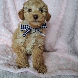 Adopt a dog:PEDIGREE TOY POODLE PUPPIES/Poodle (Toy)/Both/Younger Than Six Months,We have 4 adorable Purebred Pedigree Puppies: 1 male (SOLD) and 3 females, looking for their new homes. They are 6 weeks old and will be ready after 11/04/24.Both parents are Pedigree, ORIVET genetic tested and clear of all hereditary diseases. They have great temperaments, very active and healthy.Puppies will come vet checked, vaccinated, microchipped, wormed, with a copy of all required documentation, Limited Pedigree (Mains might be considered).$2000. NEGOTIABLE.Our puppies are raised in our home. They are well socialized and already show wonderful characters, very playful and affectionate. They started toilet training on puppy's pads and tray.Microchip No: 953010005798867; 956000014578727I am registered breeder MDBA 22084.If you are interested, please contact me via ******5740 for more information. REVEAL_DETAILS 